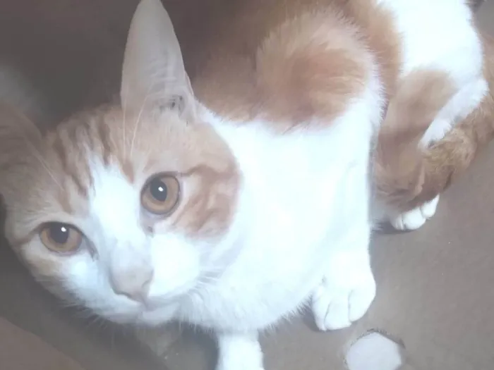 Gato ra a SRD-ViraLata idade 1 ano nome TANGERINA