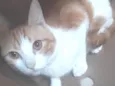TANGERINA