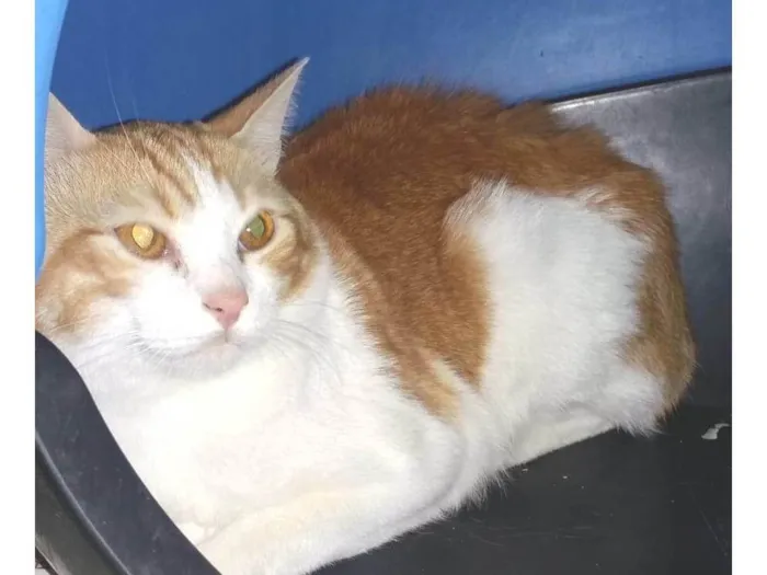 Gato ra a SRD-ViraLata idade 1 ano nome TANGERINA