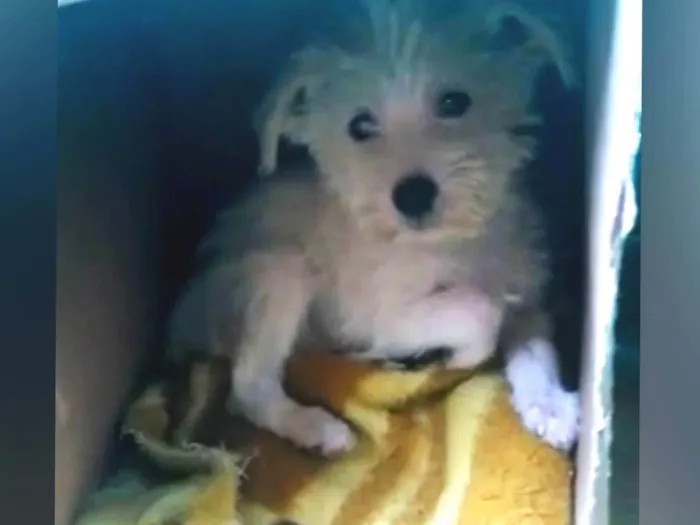 Cachorro raça SRD-ViraLata idade 2 a 6 meses nome Nevinha