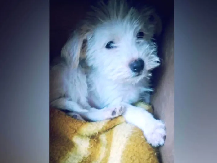 Cachorro raça SRD-ViraLata idade 2 a 6 meses nome Nevinha