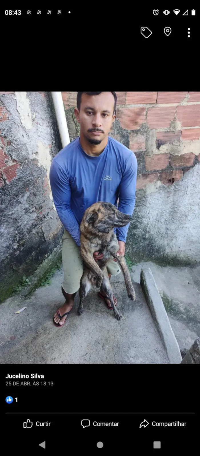 Cachorro ra a Shitzu com viralata idade 1 ano nome Esnupe