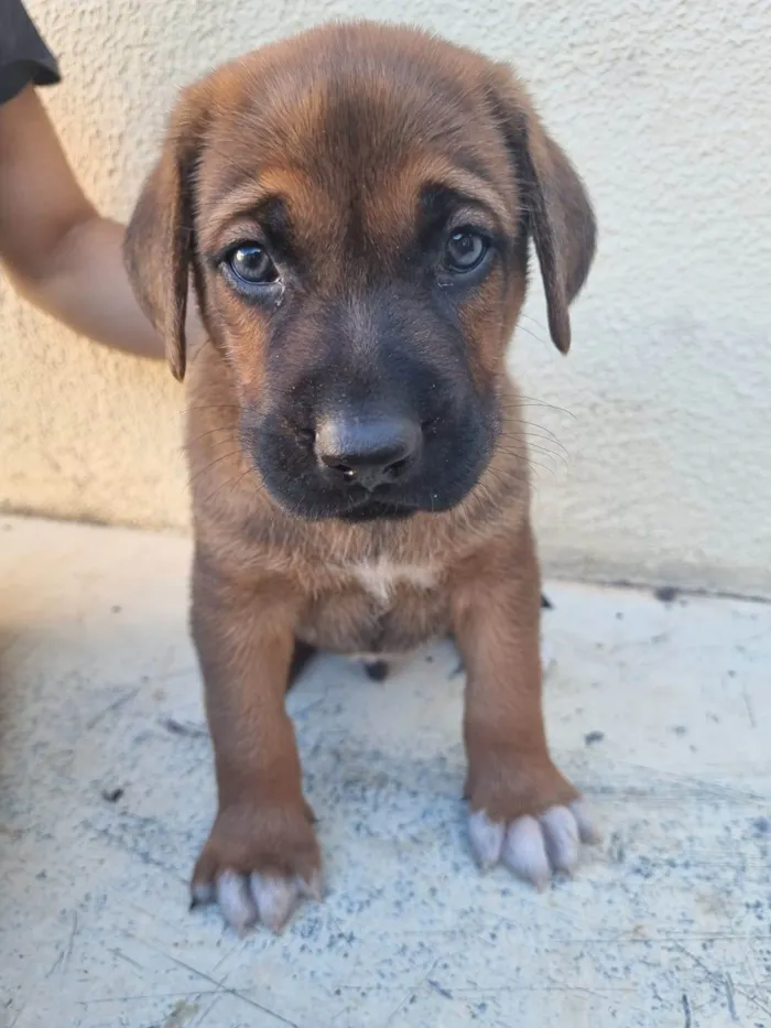 Cachorro ra a  pastor alemão cruzado idade Abaixo de 2 meses nome Sem nome