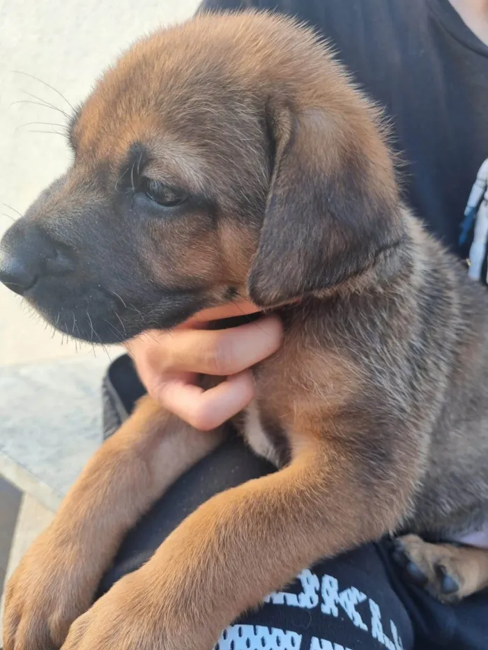 Cachorro ra a  pastor alemão cruzado idade Abaixo de 2 meses nome Sem nome