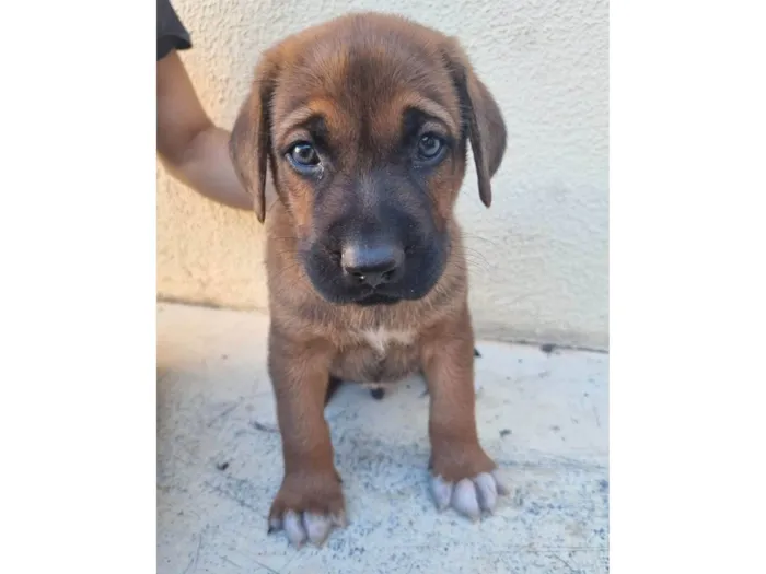 Cachorro ra a  pastor alemão cruzado idade Abaixo de 2 meses nome Sem nome