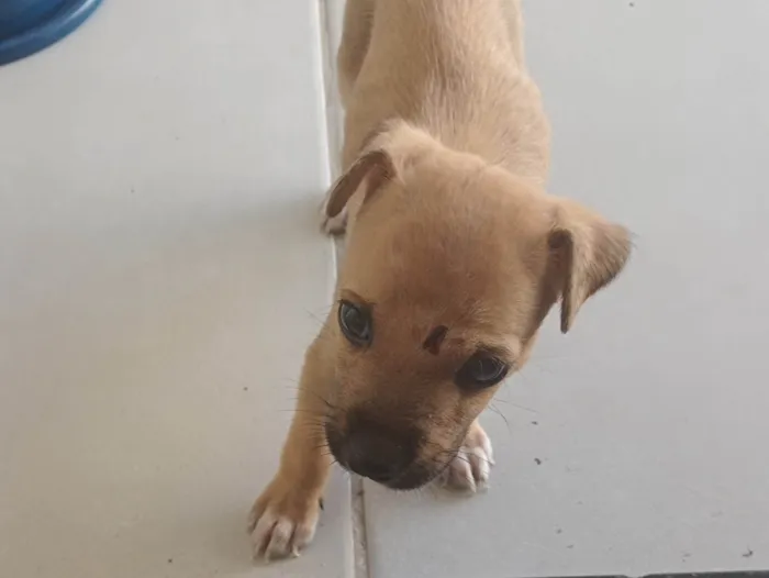Cachorro ra a SRD-ViraLata idade Abaixo de 2 meses nome Blake