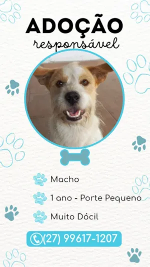 Cachorro raça Não definido idade 1 ano nome Ainda não tem