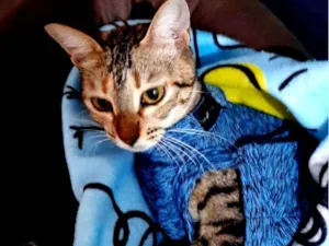 Gato raça SRD-ViraLata idade 1 ano nome Sem nome