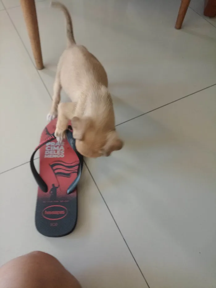 Cachorro ra a SRD-ViraLata idade Abaixo de 2 meses nome Blake