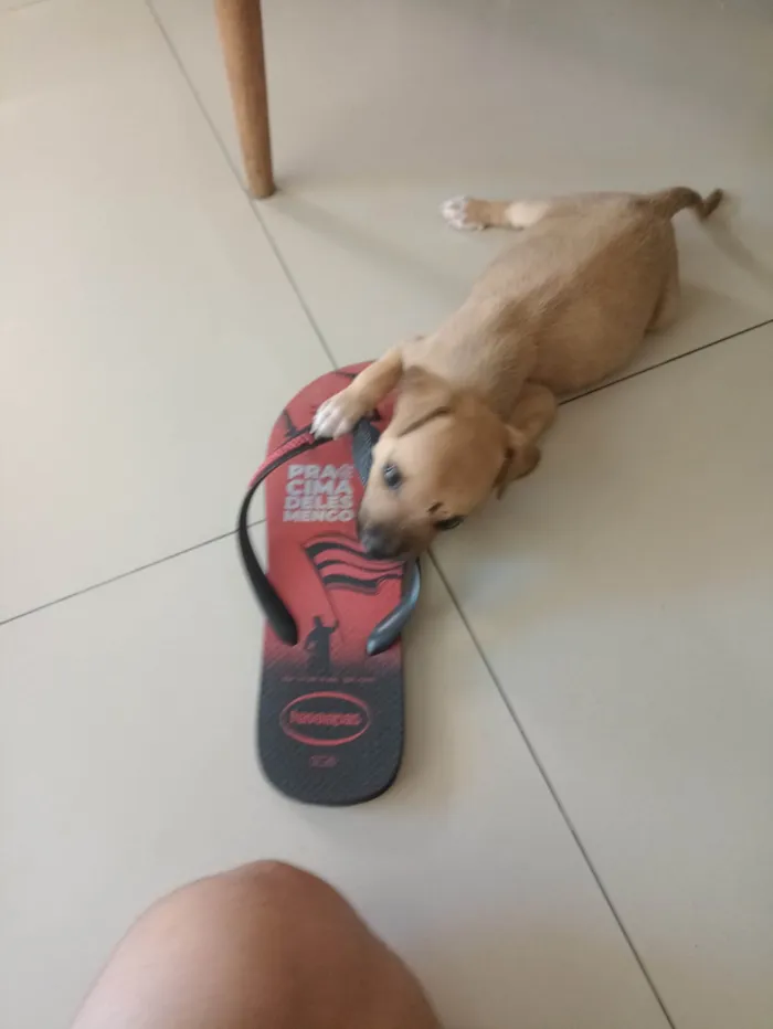 Cachorro ra a SRD-ViraLata idade Abaixo de 2 meses nome Blake