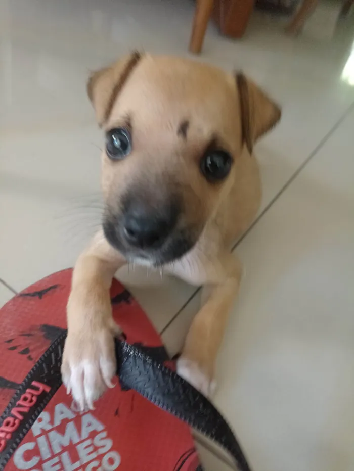 Cachorro ra a SRD-ViraLata idade Abaixo de 2 meses nome Blake