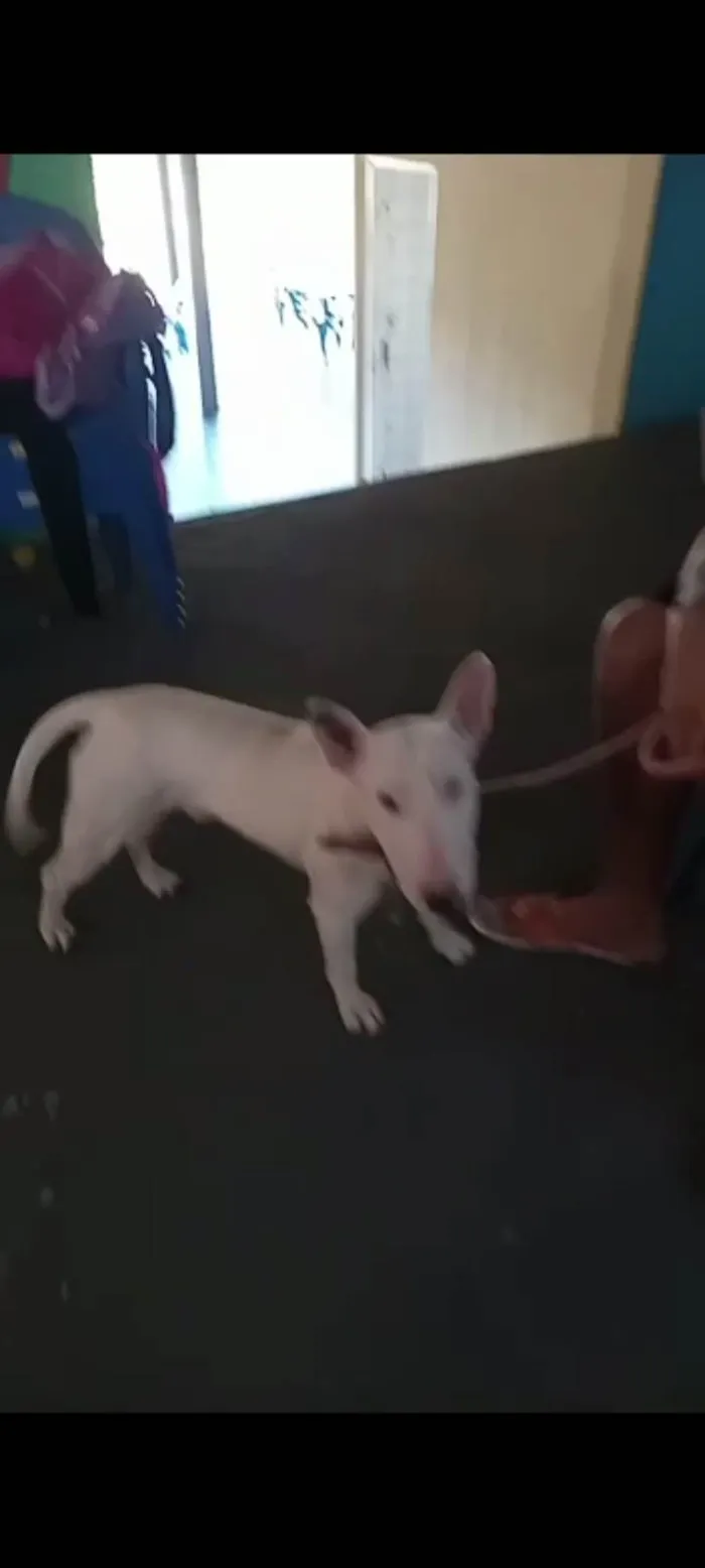 Cachorro ra a Bullterrier idade 2 anos nome Apollo