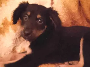 Cachorro raça Srd idade 2 a 6 meses nome Tutty