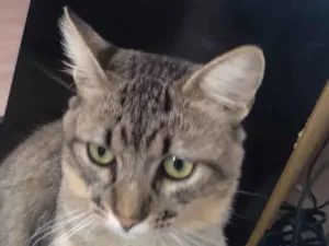 Gato raça Felino idade 3 anos nome Eduardo