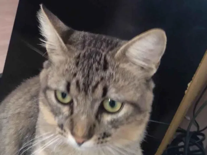 Gato ra a Felino idade 3 anos nome Eduardo