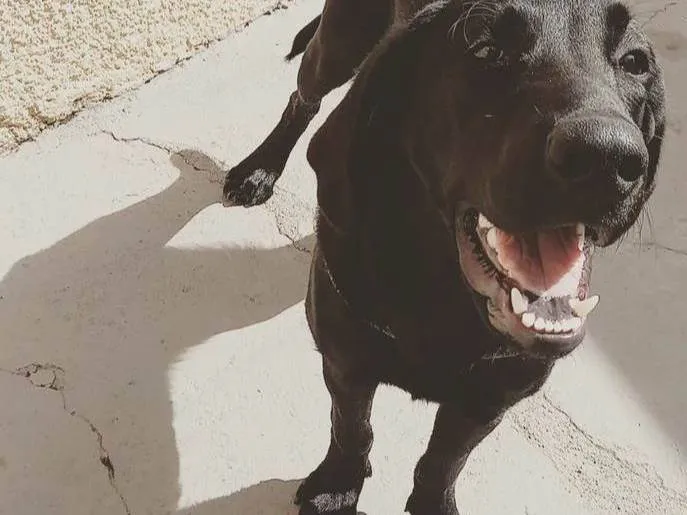 Cachorro raça Labrador retriever idade 7 a 11 meses nome Jordan