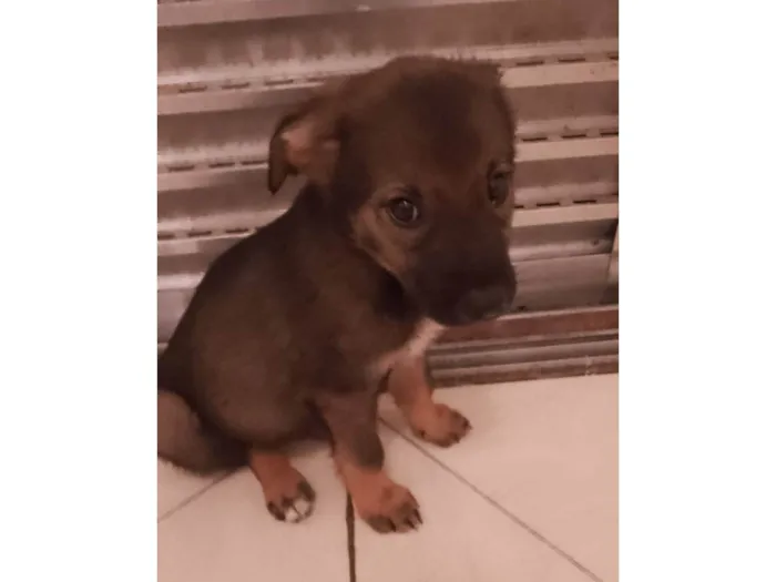 Cachorro raça Srd idade 2 a 6 meses nome Tobias