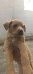 Estrelinha/Lua