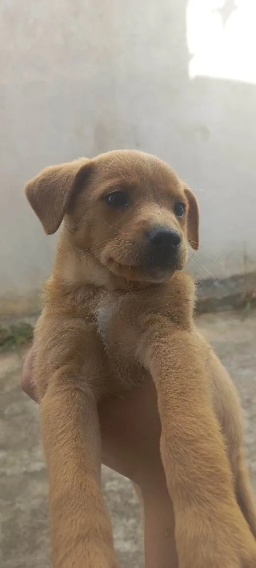 Cachorro ra a SRD idade Abaixo de 2 meses nome Estrelinha/Lua