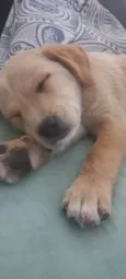 Estrelinha/Lua