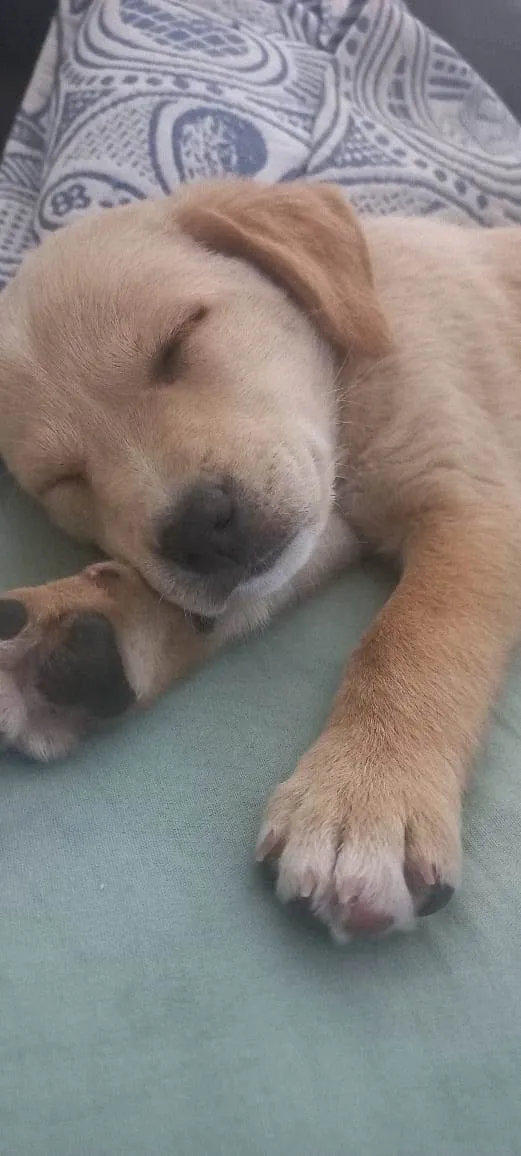 Cachorro ra a SRD idade Abaixo de 2 meses nome Estrelinha/Lua