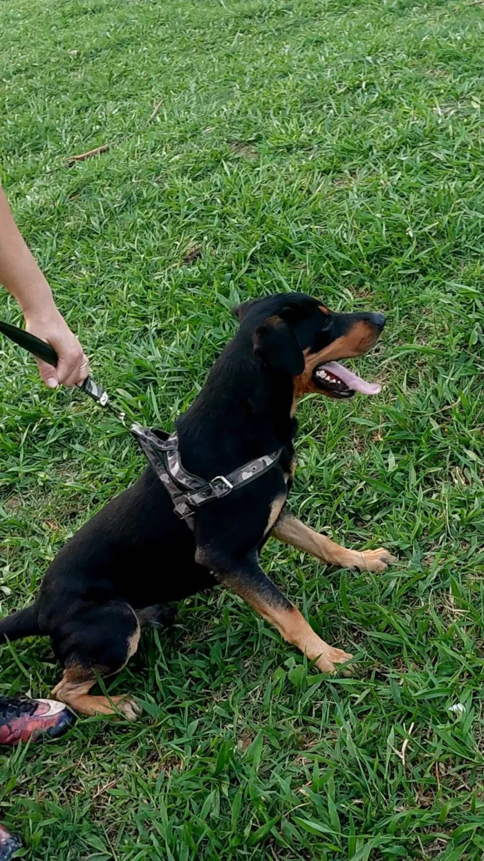 Cachorro ra a Rottweiler com vira-latas  idade 2 anos nome Thor