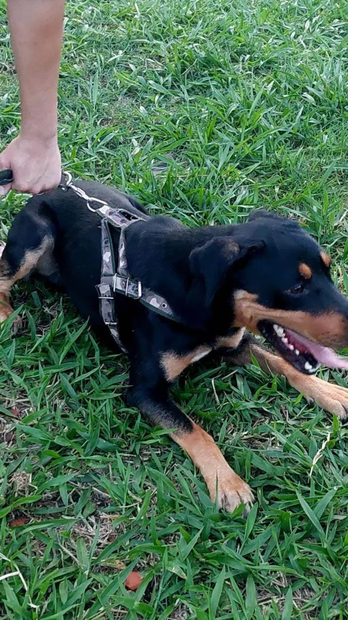 Cachorro ra a Rottweiler com vira-latas  idade 2 anos nome Thor