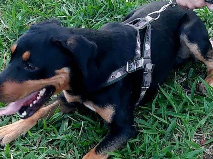 Cachorro ra a Rottweiler com vira-latas  idade 2 anos nome Thor