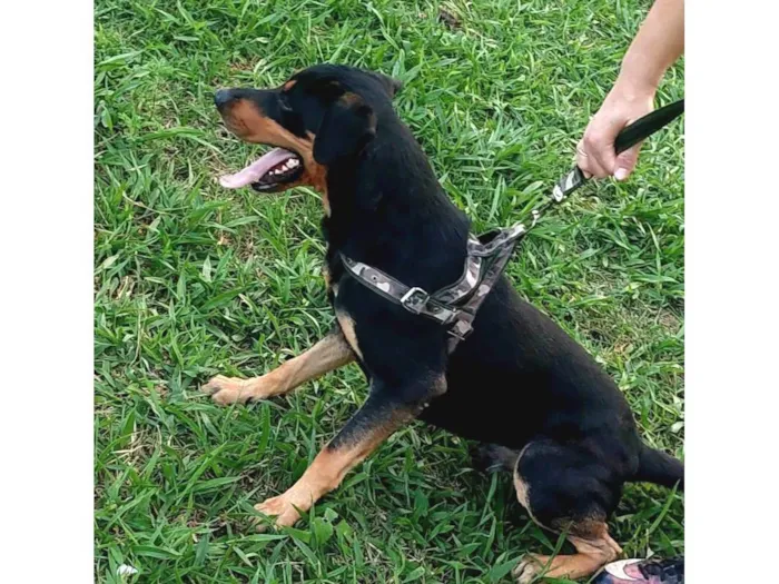 Cachorro ra a Rottweiler com vira-latas  idade 2 anos nome Thor
