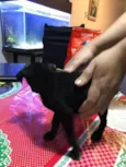 Maia