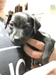 Maia