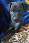Maia