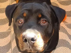 Cachorro raça Rottweiler idade 2 anos nome Thor