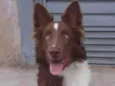 Sinistro