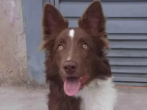 Cachorro raça Boder Colie  idade 2 anos nome Sinistro