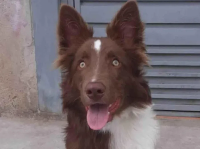 Cachorro ra a Boder Colie  idade 2 anos nome Sinistro