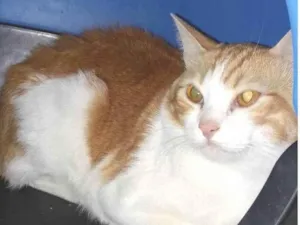Gato raça SRD-ViraLata idade 1 ano nome TANGERINA