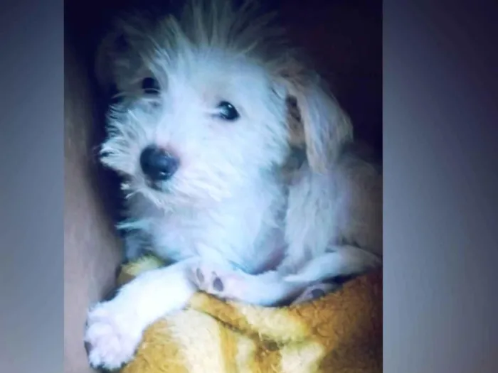 Cachorro raça SRD-ViraLata idade 2 a 6 meses nome Nevinha