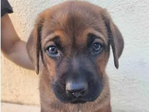 Cachorro raça  pastor alemão cruzado idade Abaixo de 2 meses nome Sem nome