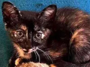 Gato raça SRD-ViraLata idade Abaixo de 2 meses nome Sem nome 