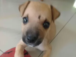 Cachorro raça SRD-ViraLata idade Abaixo de 2 meses nome Blake
