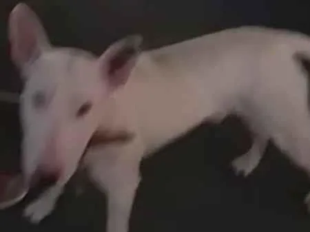 Cachorro ra a Bullterrier idade 2 anos nome Apollo