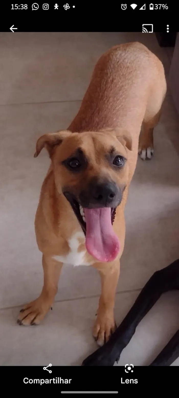 Cachorro ra a Vira lata  idade 1 ano nome Nina