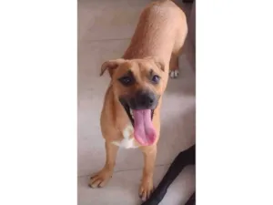 Cachorro raça Vira lata  idade 1 ano nome Nina