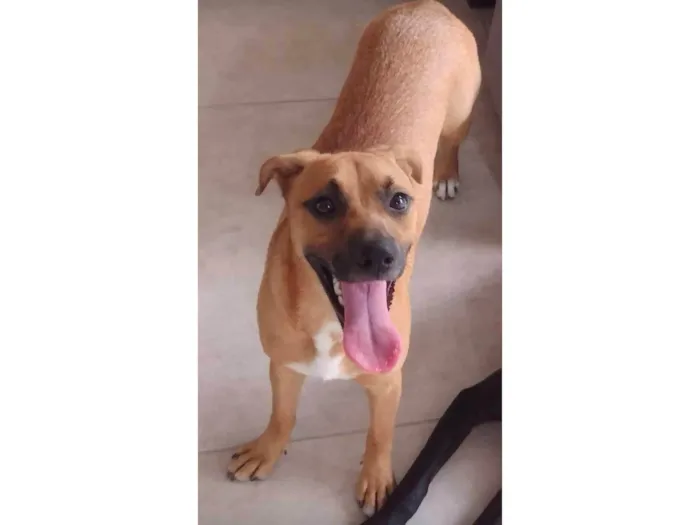 Cachorro ra a Vira lata  idade 1 ano nome Nina
