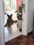 Maia