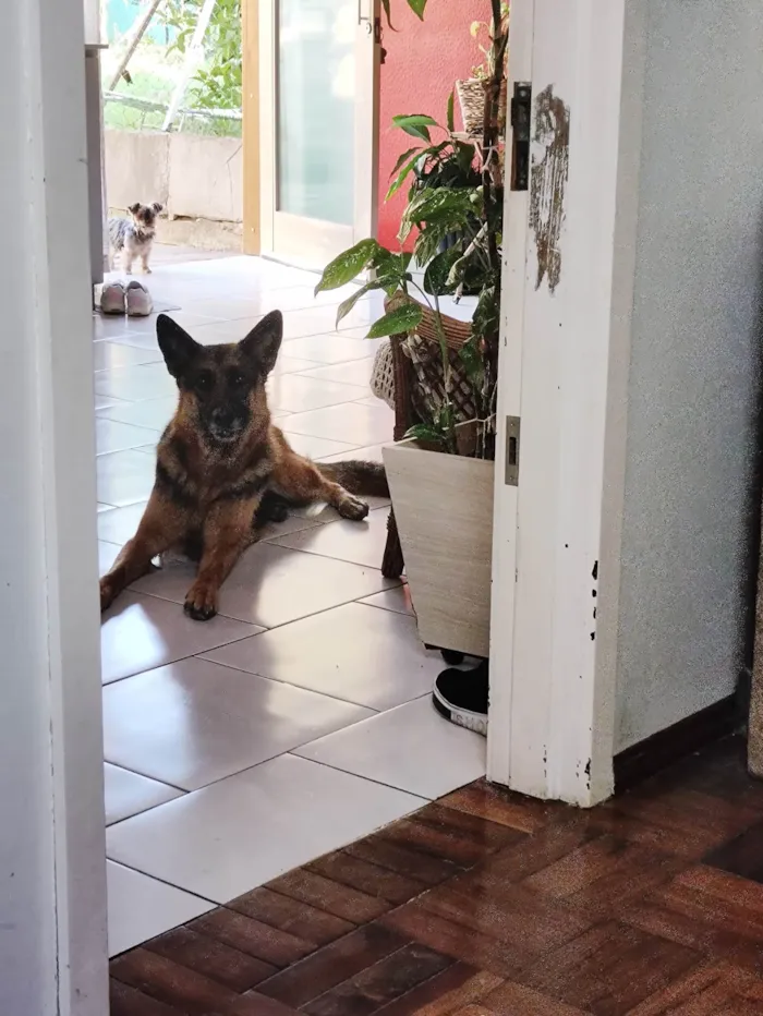 Cachorro ra a Pastor alemão  idade 2 anos nome Maia