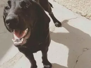 Cachorro raça Labrador retriever idade 7 a 11 meses nome Jordan