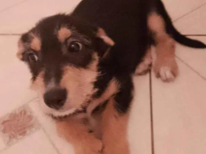 Cachorro raça Srd idade 2 a 6 meses nome Gigi