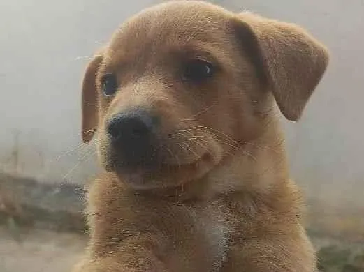 Cachorro ra a SRD idade Abaixo de 2 meses nome Estrelinha/Lua
